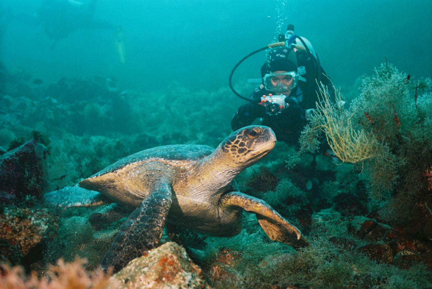 Explore the Galapagos with Ecoventura