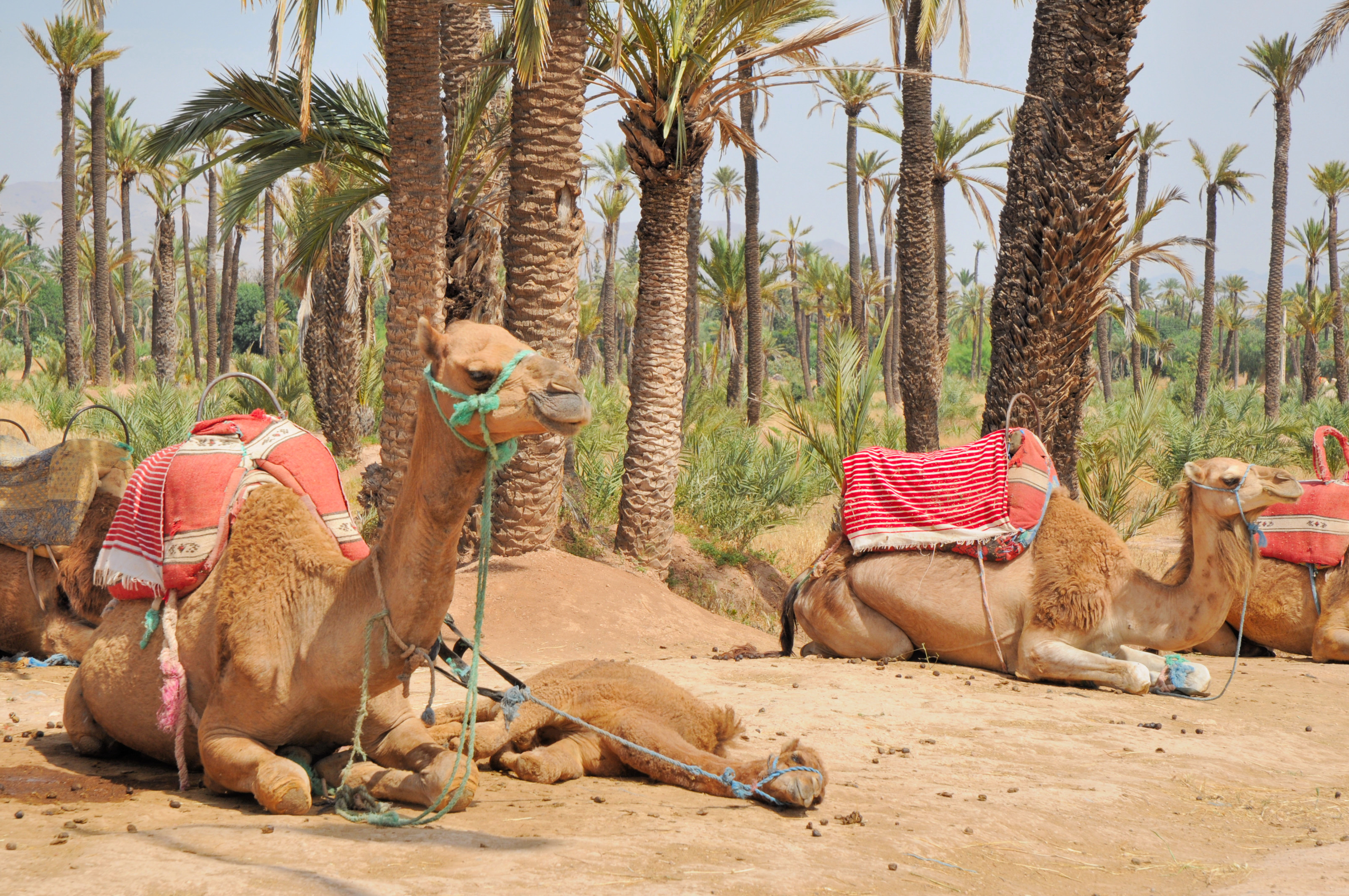 la_palmeraie_de_marrakech_707