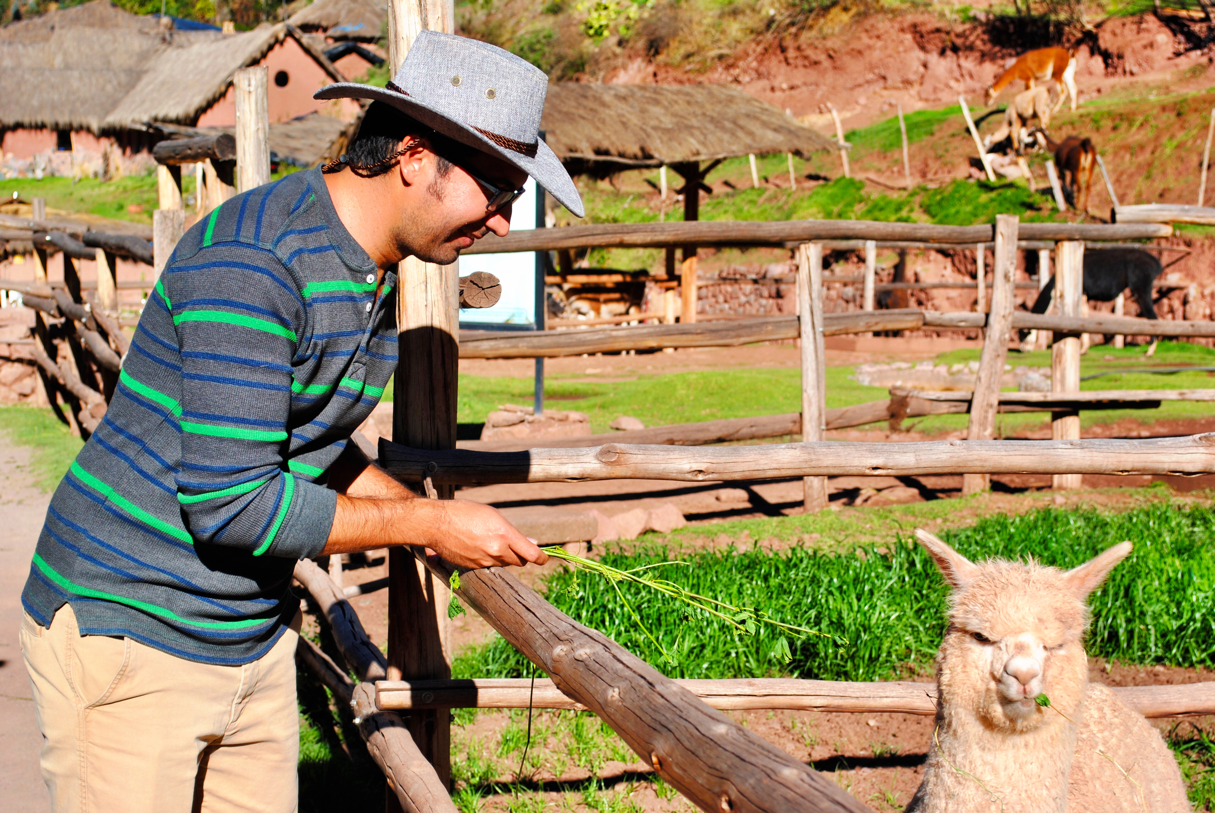 awana-kancha-alpaca-farm