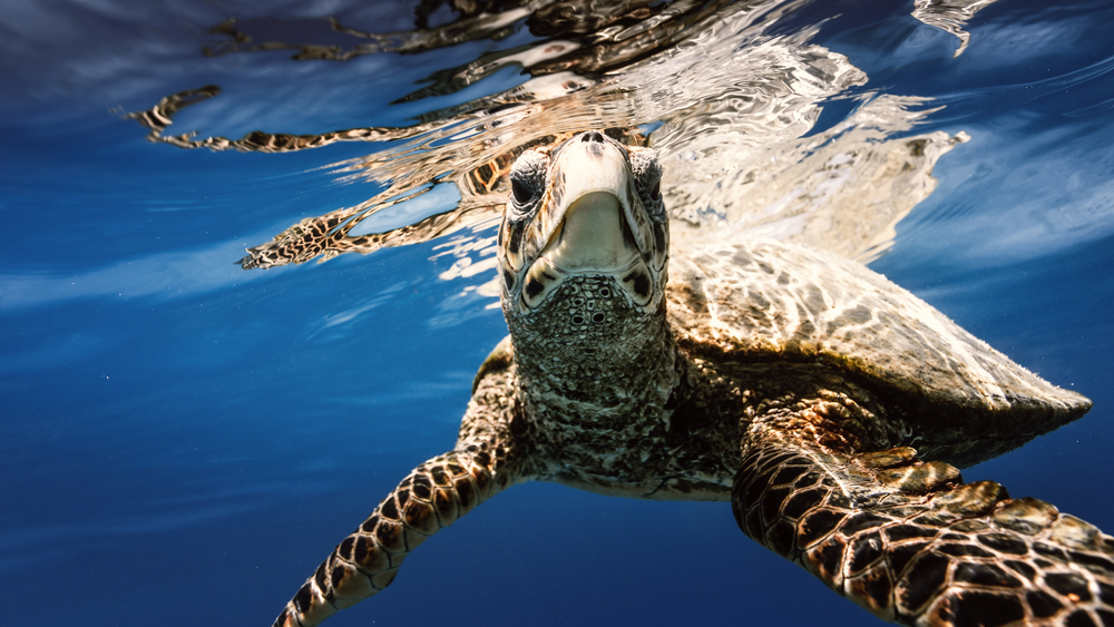 sea-turtle