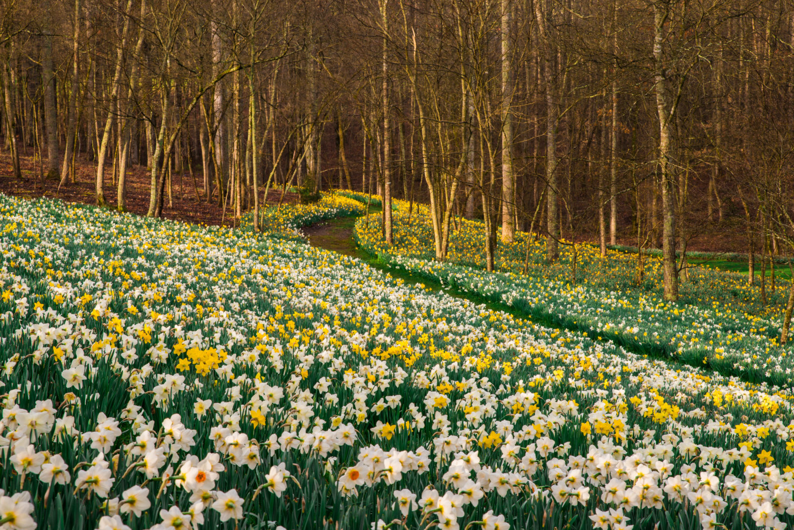 daffodils-in-morning-light-march-21-2015-david-a-e1514940804986