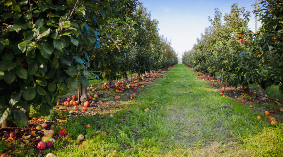 an-apple-orchard-in-the-pacific-northwest