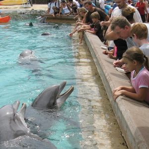 Disney’s Fort Wilderness Resort Lake Buena Vista, Lake Buena Vista, Florida