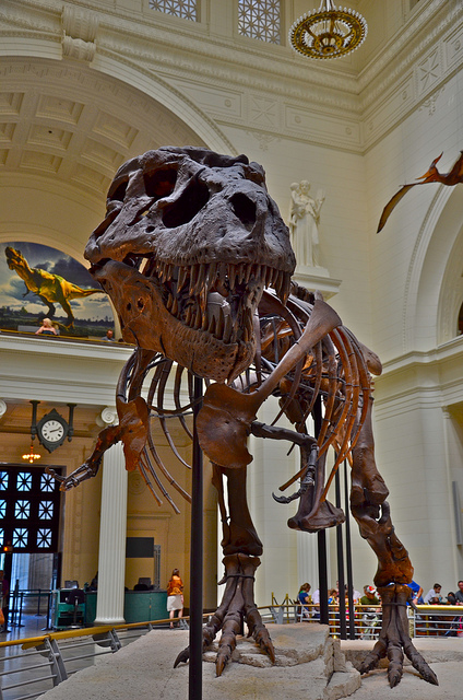 Field_Museum_of_Natural_History-Chicago-Illinois-84b4a699a9dd4ad4b8135e527344f77d