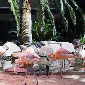 Residence Inn South Las Vegas, Las Vegas, Nevada