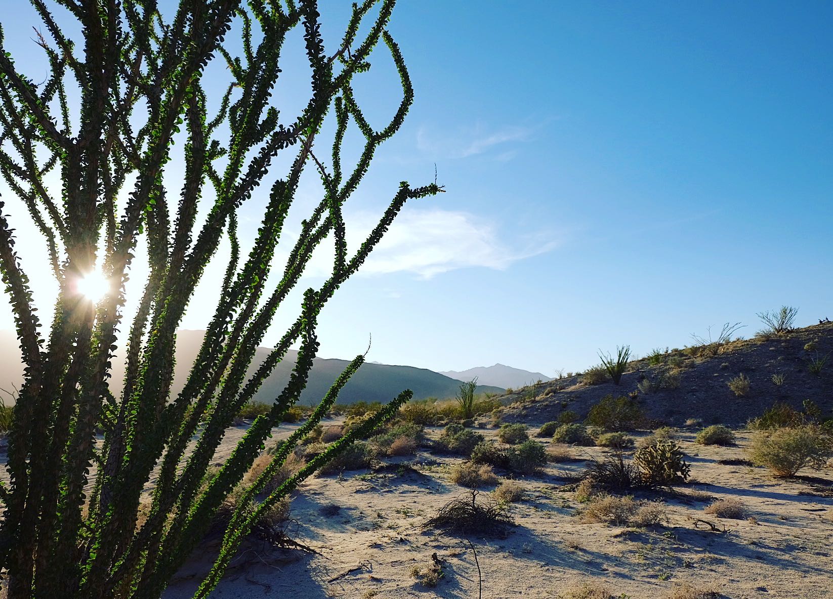 Desert Gardens in Anza Borrego just outside of Borrego Springs