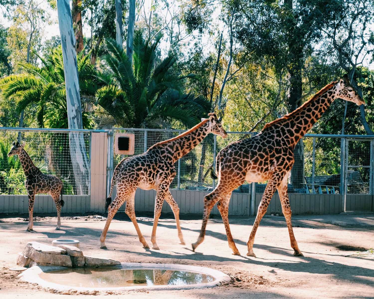 San Diego Zoo is worth the 40-minute drive from Carlsbad.