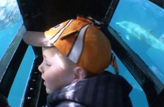 4 Up-Close Encounters with Sea Creatures