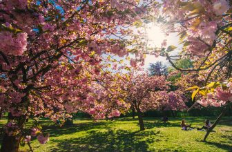 5 Best Spring Flower Spots in Europe