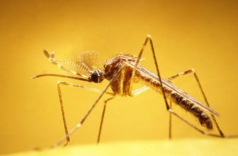 5 Tropical Places with Bad Mosquito Problems