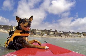 6 Outrageously Fabulous Hotels for Pets