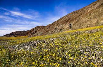 Best Places in California to See Wildflowers with Kids This Spring