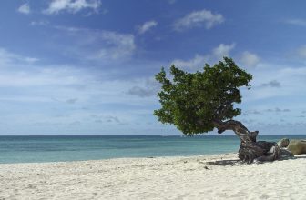 Best Things to Do With Kids in Aruba