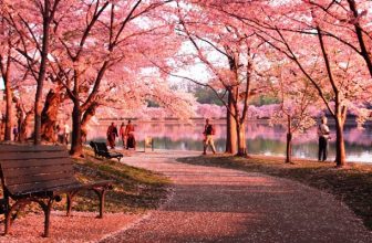 Bring the Kids: Washington DC’s Cherry Blossom Festival