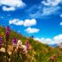 5 Summer Activities for Families in Denver