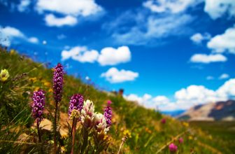 Children’s Summer Activity Plan in Denver