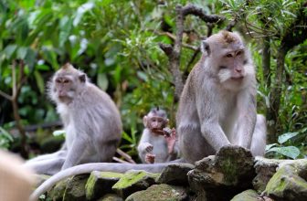 Cruelty-Free Wildlife Attractions for Families in Bali
