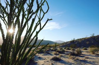 Exploring Anza Borrego State Park with the Kids