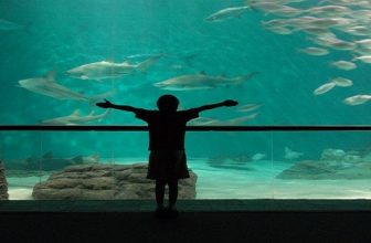 3 Top Family Attractions in New Orleans