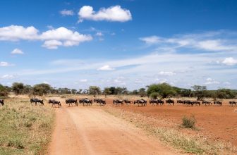 Family Safaris Around the World