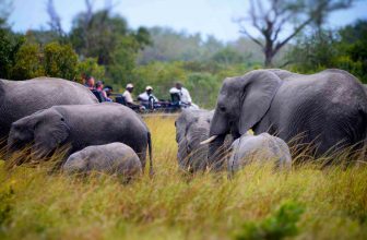 Family-Friendly African Safaris for the Trip of a Lifetime