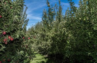 Final Fling! 5 Fun Outdoor Escapes with the Kids this Fall