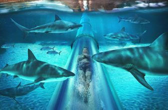 Get Wet and Wild: Resorts with the Best Water Parks