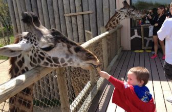 Goodnight Monkeys: Best Sleepovers at U.S. Zoos