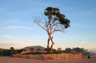 Insider Guide: Carpinteria