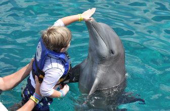 Is It Cruel to “Swim with the Dolphins”?