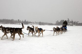 Lake Placid Dogsledding