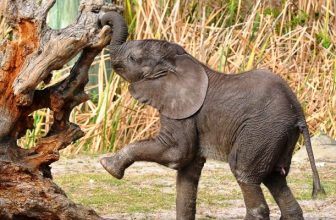 Meet the Cutest New Zoo Babies