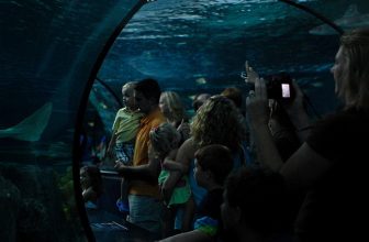 Myrtle Beyond-the-Beach