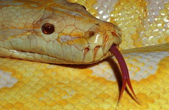 Snakes Alive! 6 Standout Serpentariums