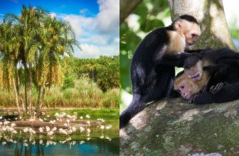 Sunny Destinations to Visit If You Love Disney World