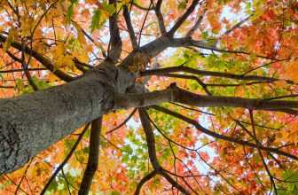 The Most Unusual Destinations for Viewing Fall Colors