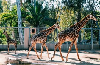 The Perfect Vacation in Carlsbad, California with Kids