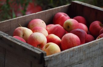 Top Fall Activities for Families Visiting North Georgia