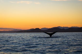 Unforgettable Adventures for Families in the Sea of Cortez