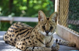 Unique Animal Adventures Kids Will Love