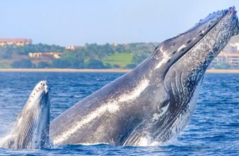 Whale Watching in the Tropics for Families