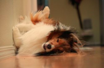 Wonderful Pet-Friendly Hotels in the US