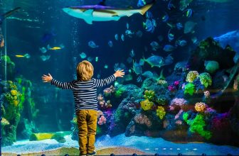 7 Amazing American Aquariums for Families