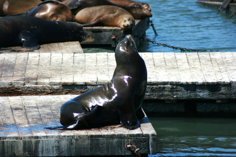 Sea lions at Pier 39