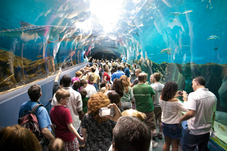 Georgia Aquarium