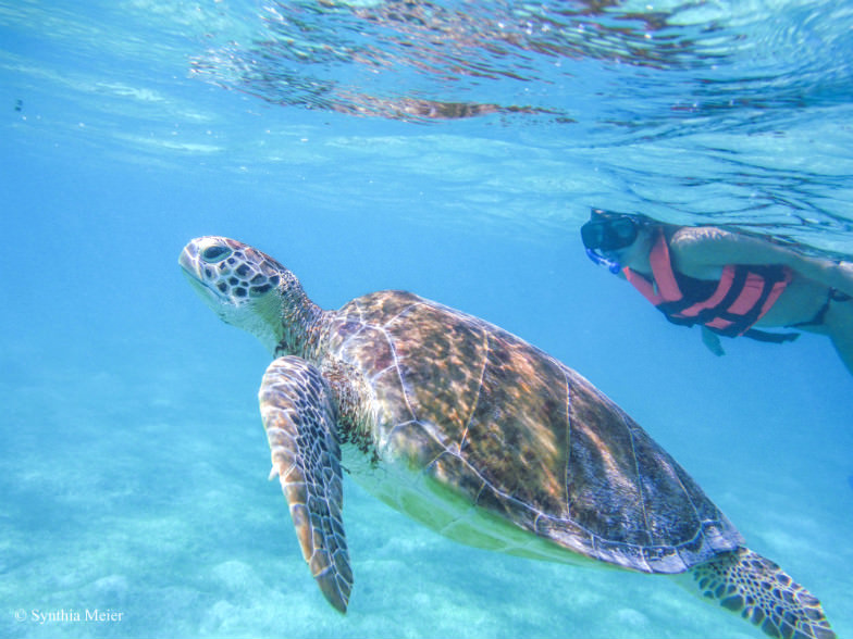 Swim with marine turtles in their natural environment.