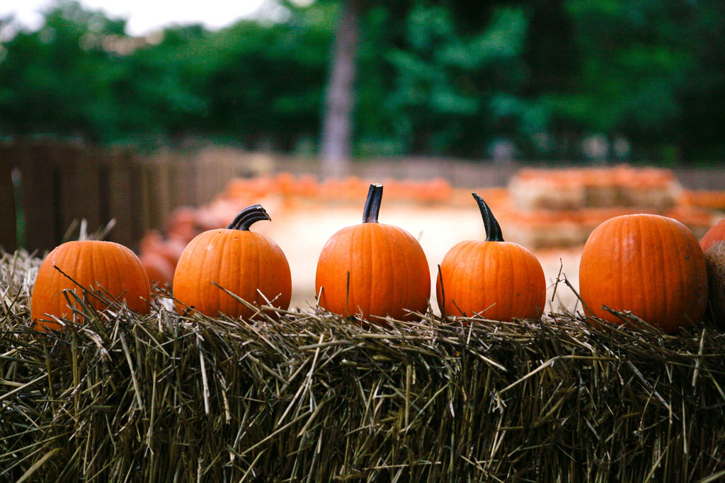 Tom Thumb Pumpkin Patch at the Dallas Arboretum.