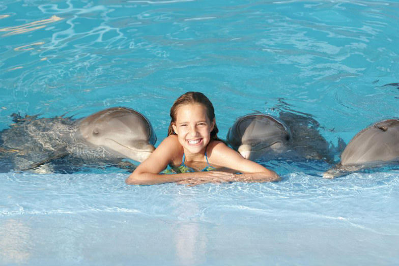 Swim with dolphins at Dolphin Island Park