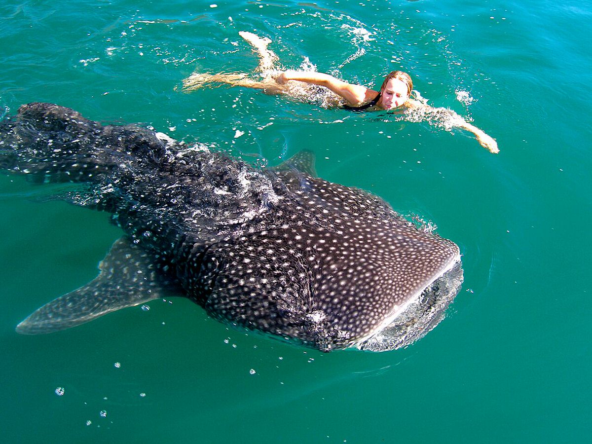 Swimming with whales in the Sea of Cortez