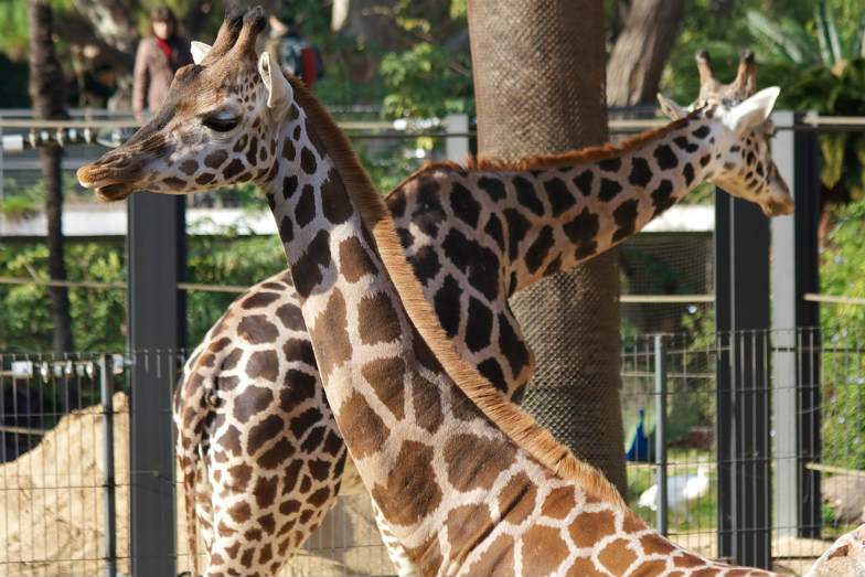 Barcelona Zoo